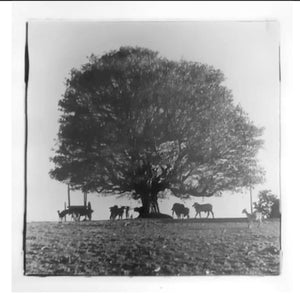 ALBERTO IBAÑEZ “ÁRBOL DE HIGO CON CARRETA, TOROS Y CHIVOS” FOTOGRAFÍA